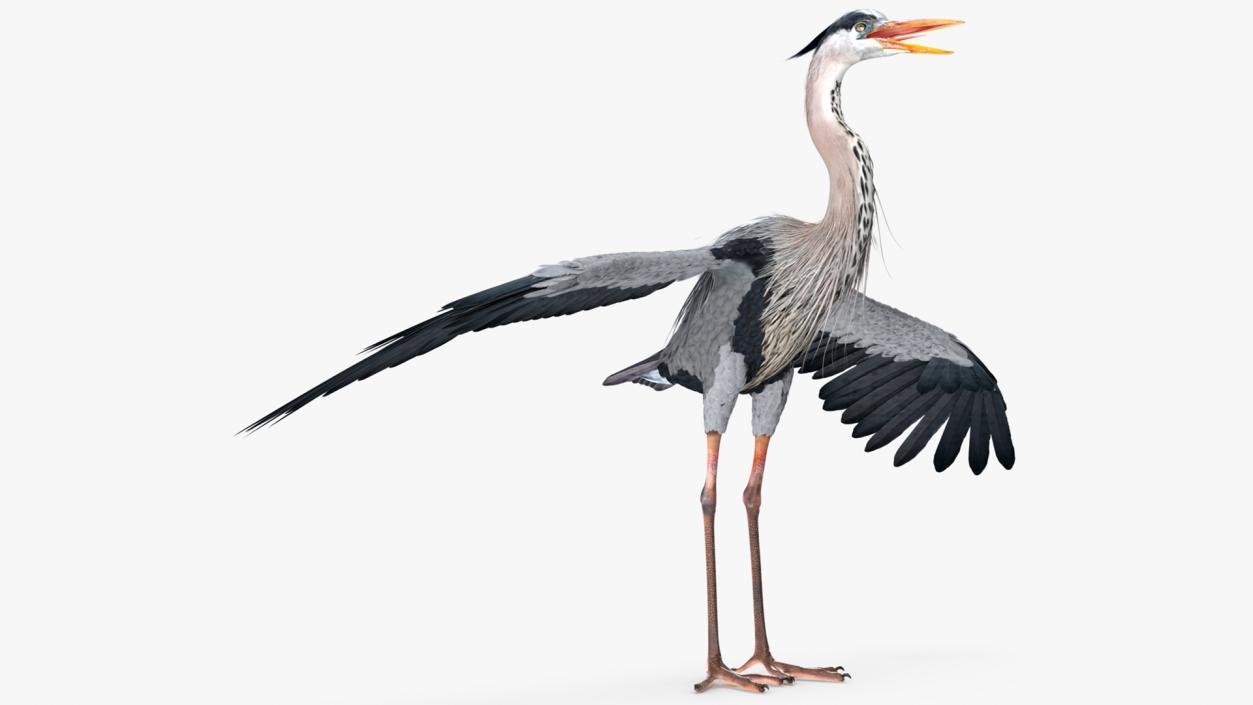 3D Grey Heron Rigged for Cinema 4D