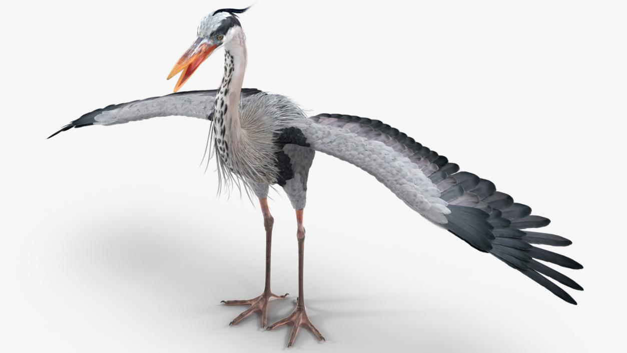 3D Grey Heron Rigged for Cinema 4D