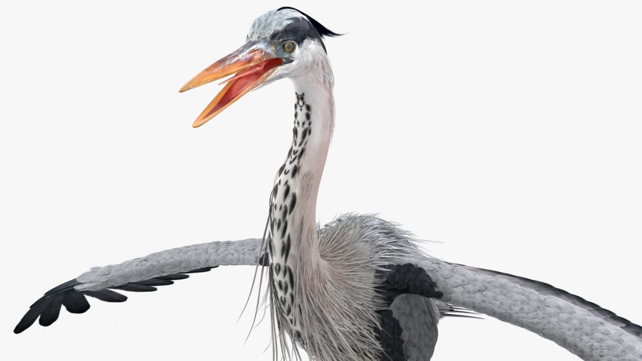 3D Grey Heron Rigged for Cinema 4D