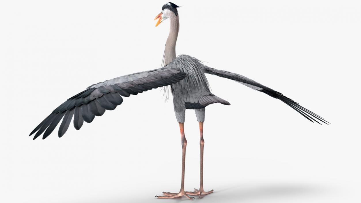 3D Grey Heron Rigged for Cinema 4D