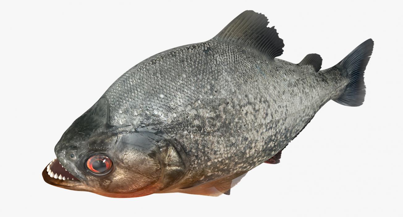 Piranha Rigged 3D model