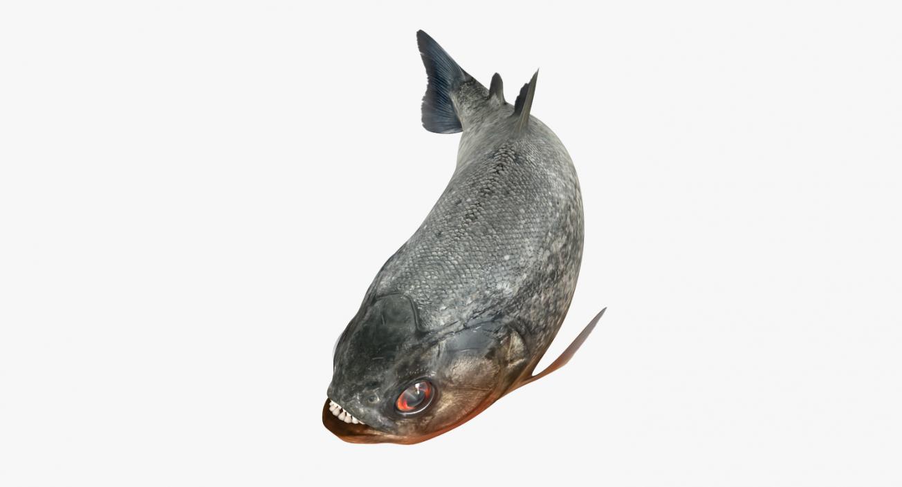 Piranha Rigged 3D model