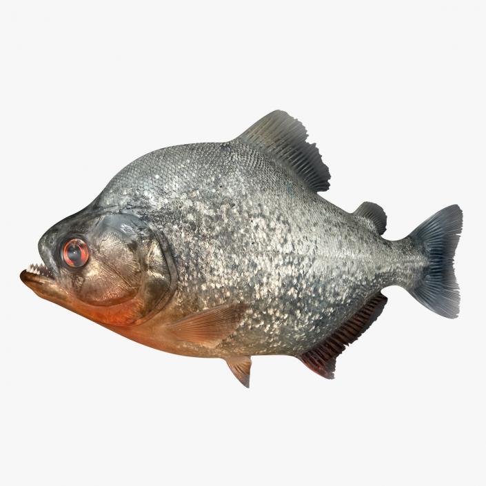 Piranha Rigged 3D model