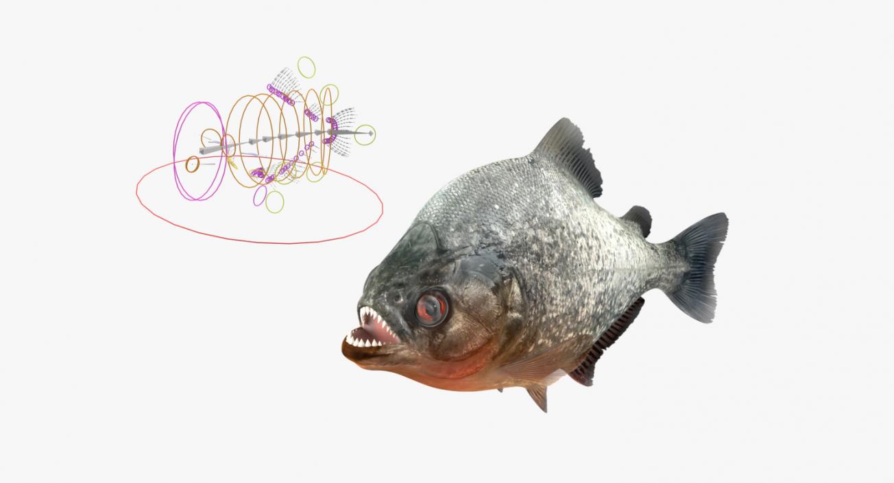 Piranha Rigged 3D model