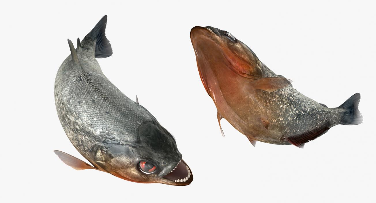 Piranha Rigged 3D model