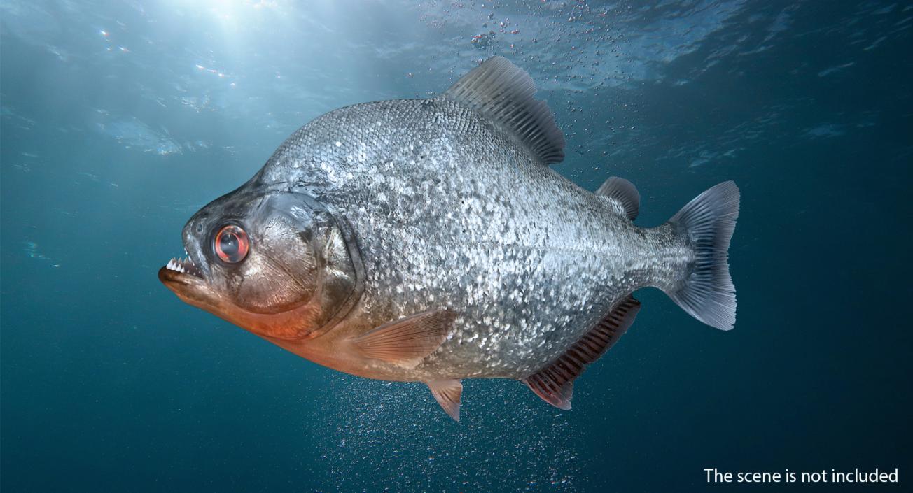 Piranha Rigged 3D model