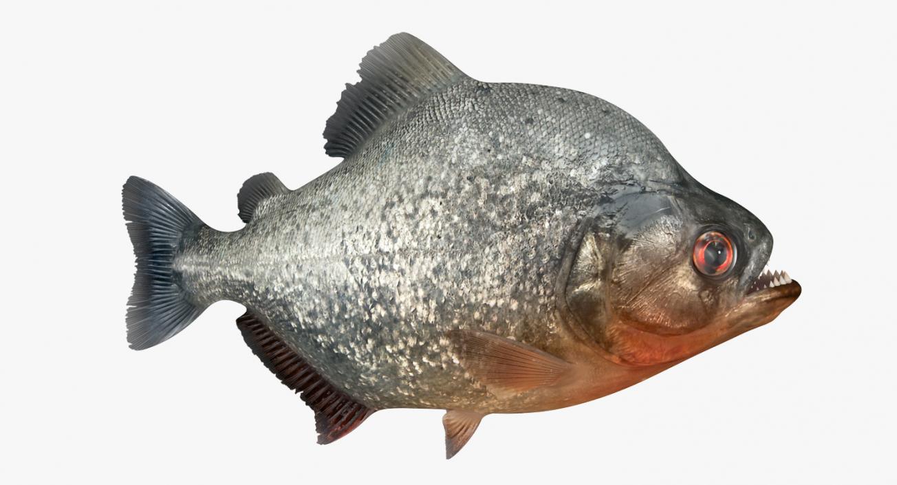 Piranha Rigged 3D model