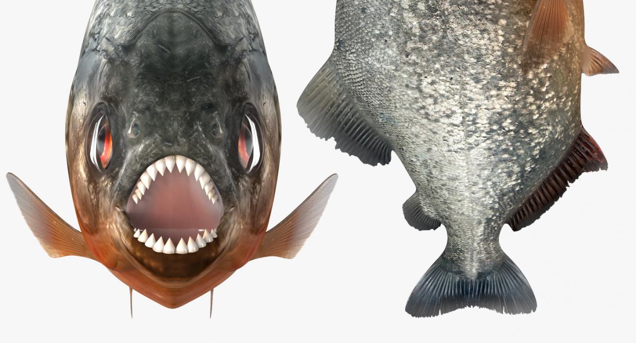 Piranha Rigged 3D model