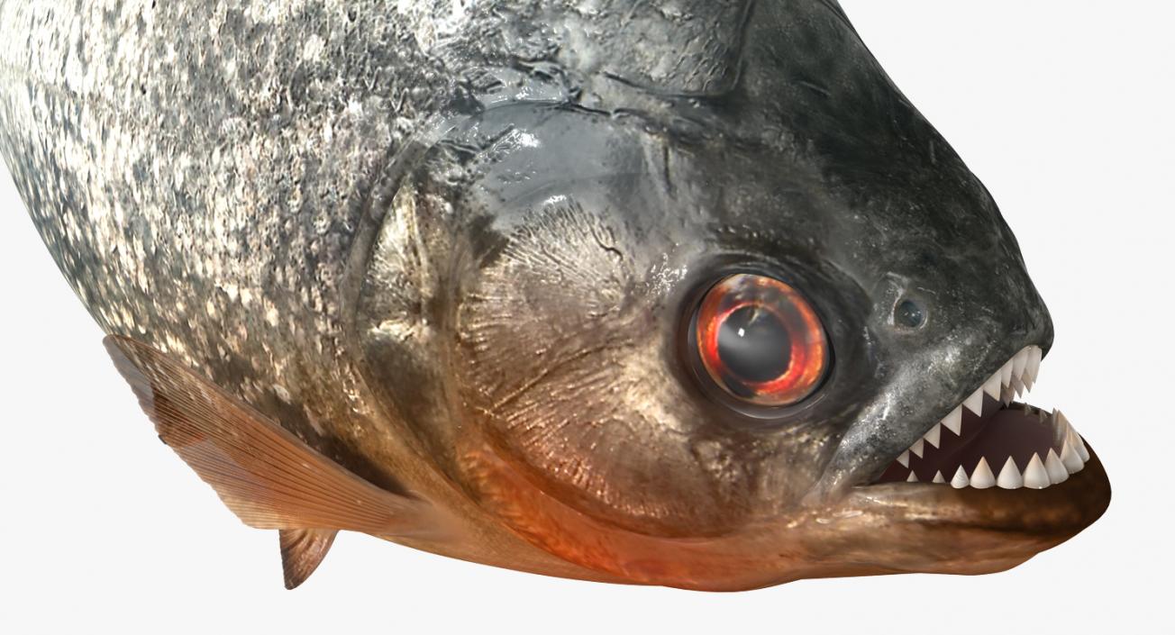 Piranha Rigged 3D model