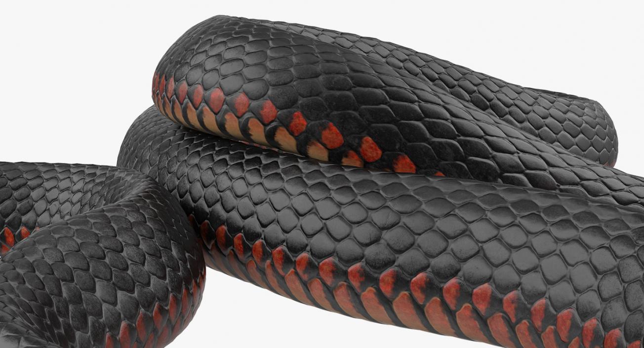 3D Rigged Snakes Collection 2