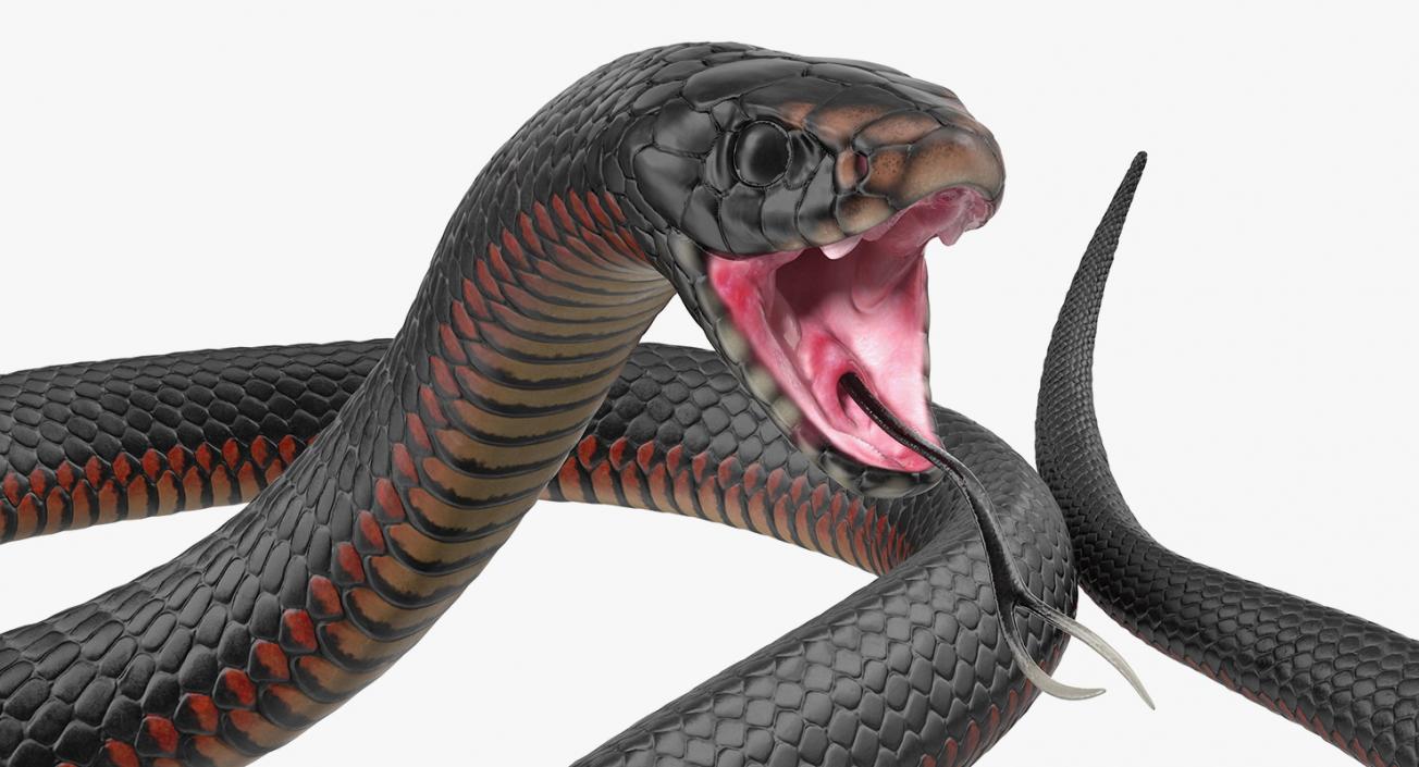 3D Rigged Snakes Collection 2