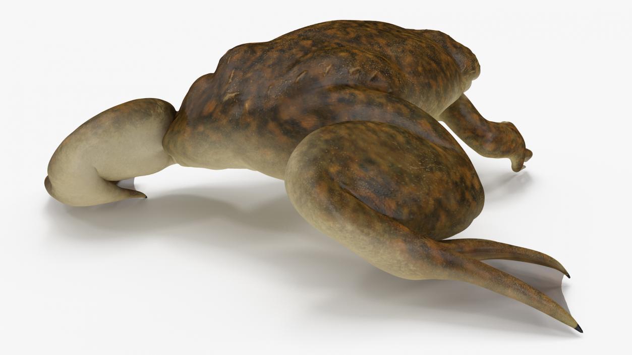 3D African Claw-toe Frog Sits Pose