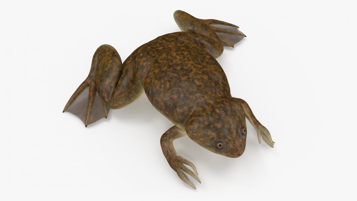 3D African Claw-toe Frog Sits Pose