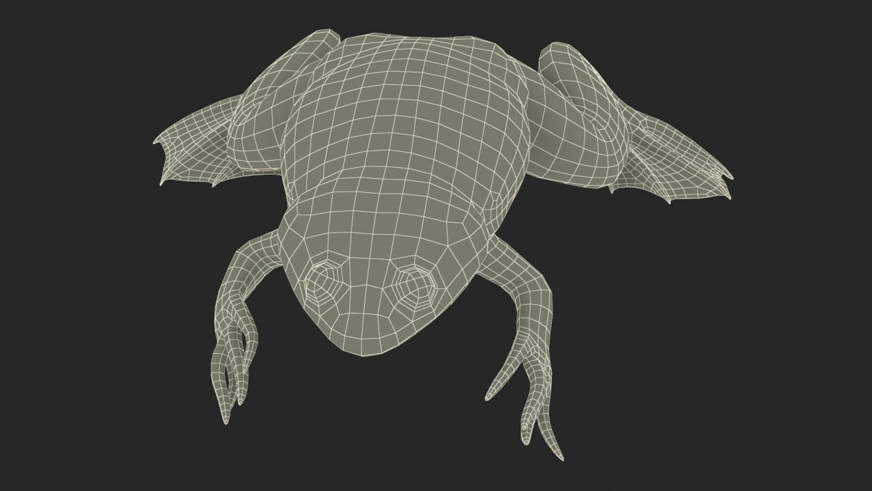 3D African Claw-toe Frog Sits Pose