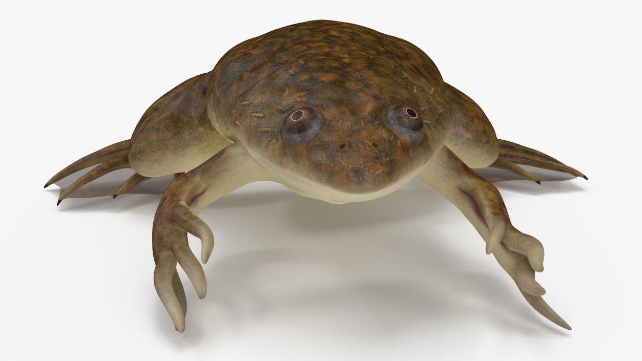 3D African Claw-toe Frog Sits Pose