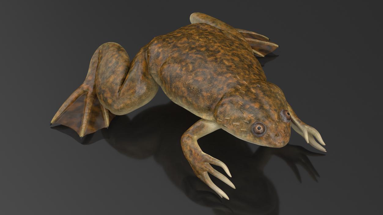 3D African Claw-toe Frog Sits Pose