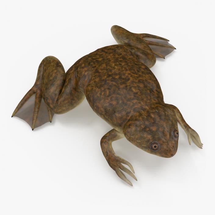 3D African Claw-toe Frog Sits Pose