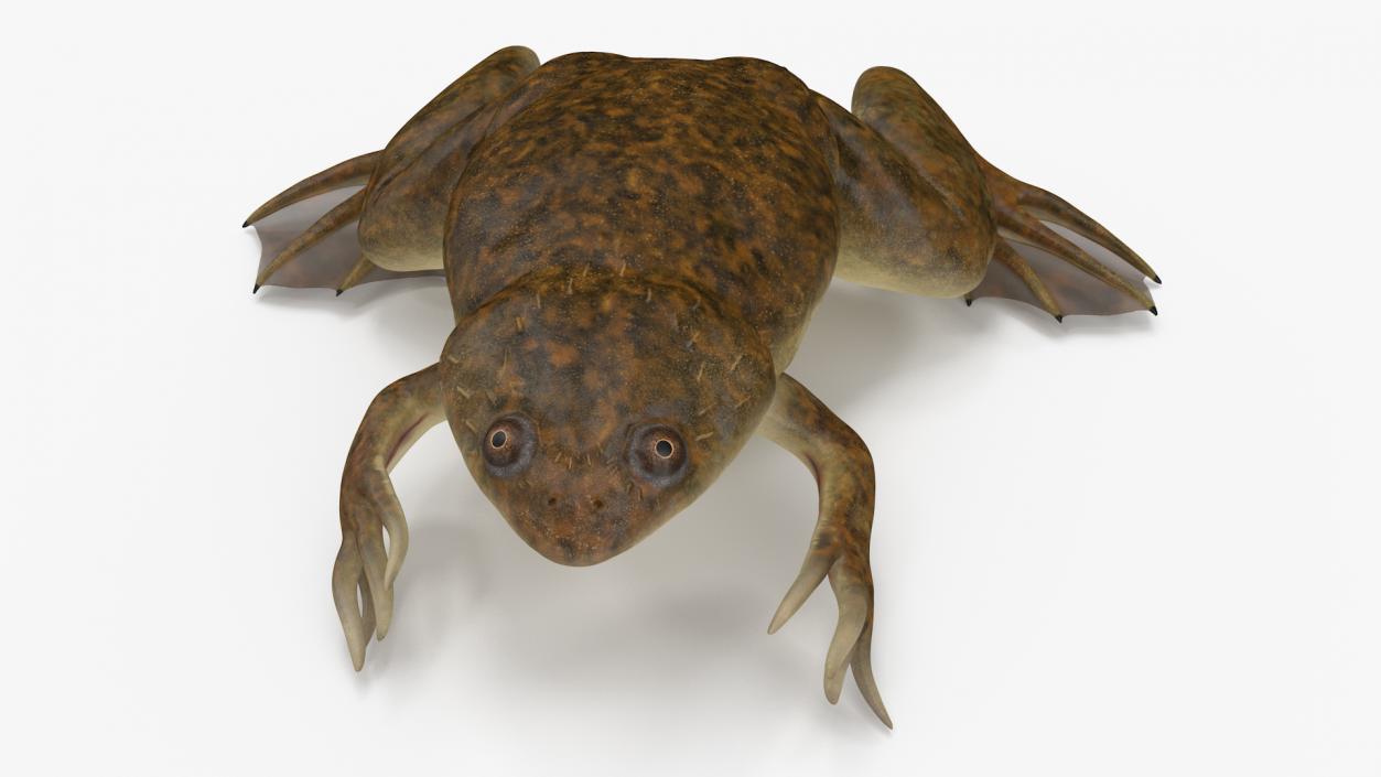 3D African Claw-toe Frog Sits Pose