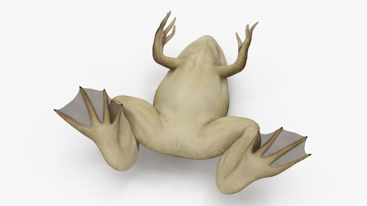 3D African Claw-toe Frog Sits Pose