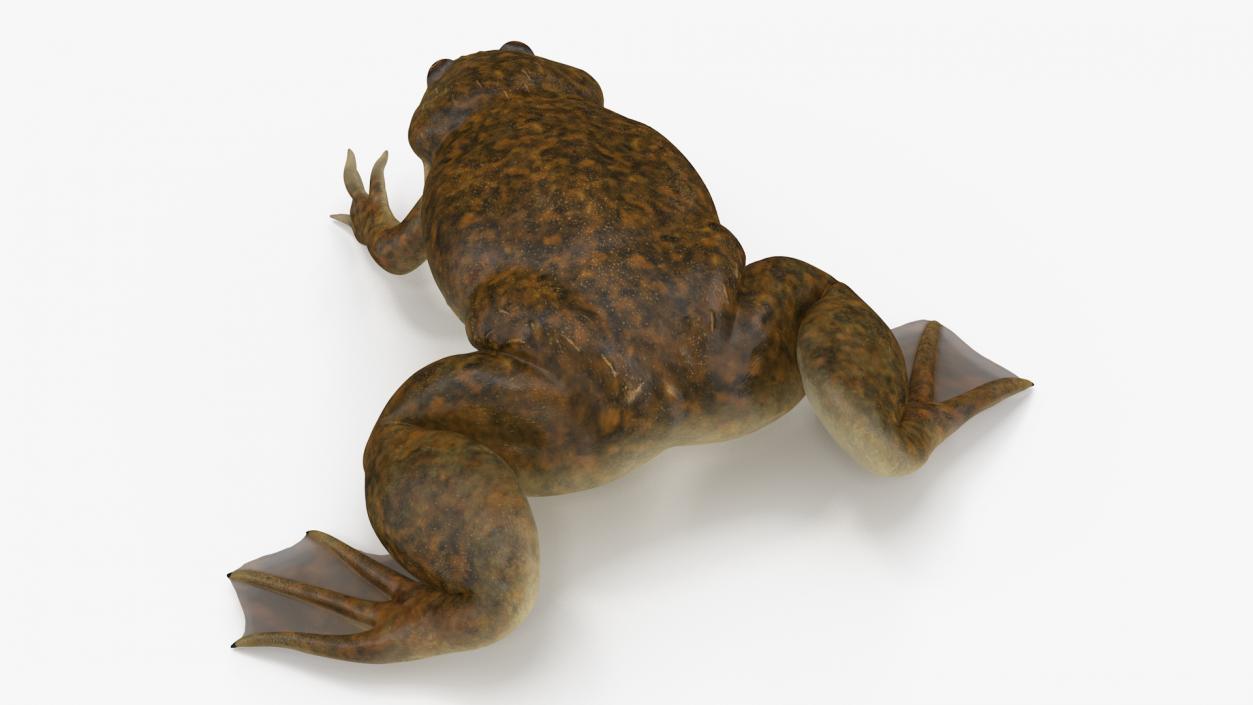 3D African Claw-toe Frog Sits Pose