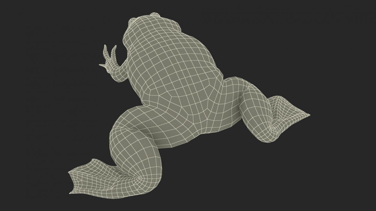 3D African Claw-toe Frog Sits Pose