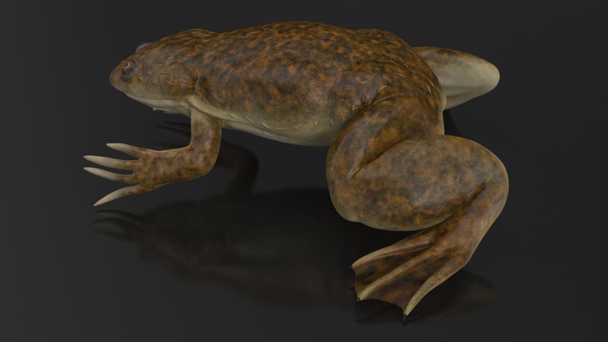 3D African Claw-toe Frog Sits Pose