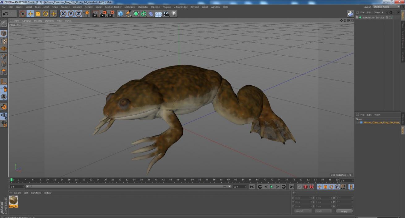 3D African Claw-toe Frog Sits Pose