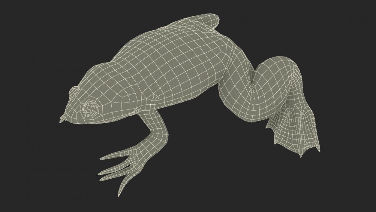 3D African Claw-toe Frog Sits Pose