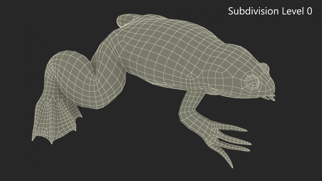 3D African Claw-toe Frog Sits Pose