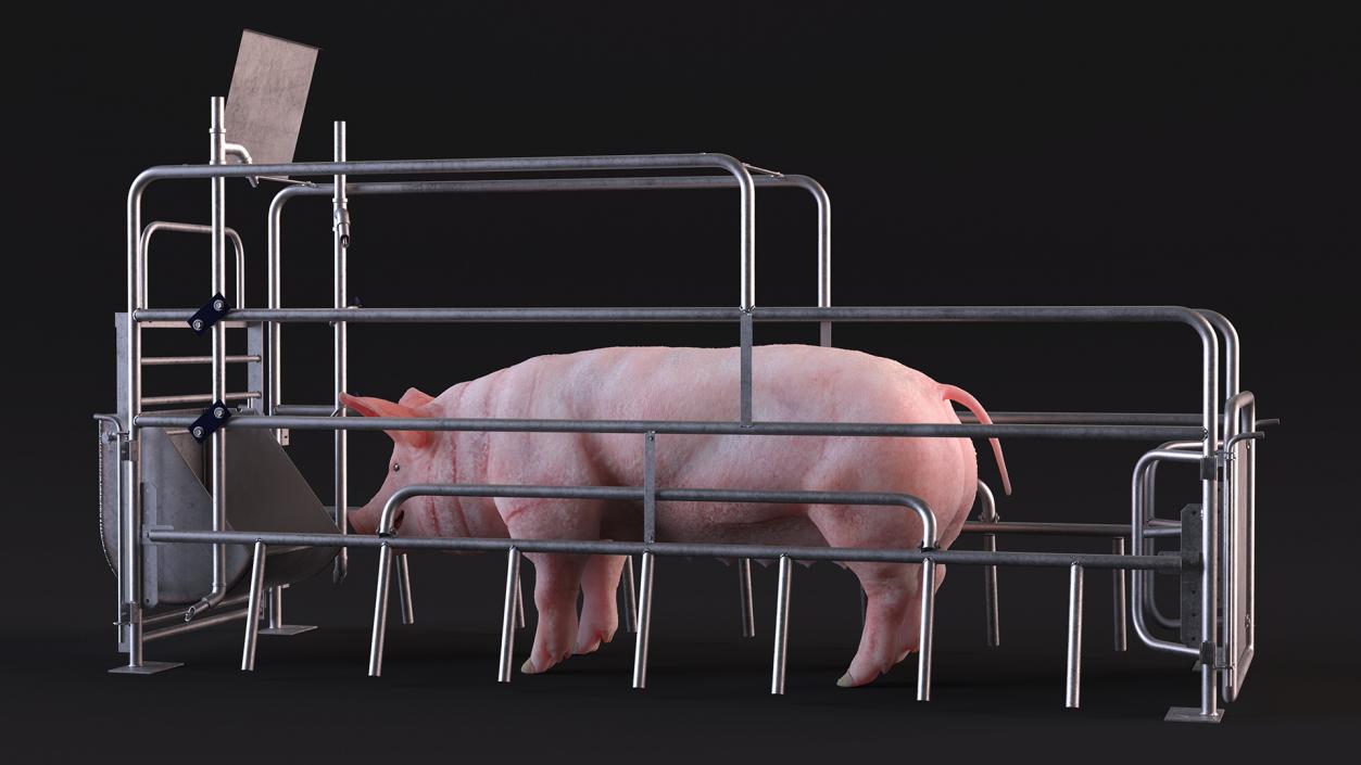 Pig in Farrowing Crate 3D