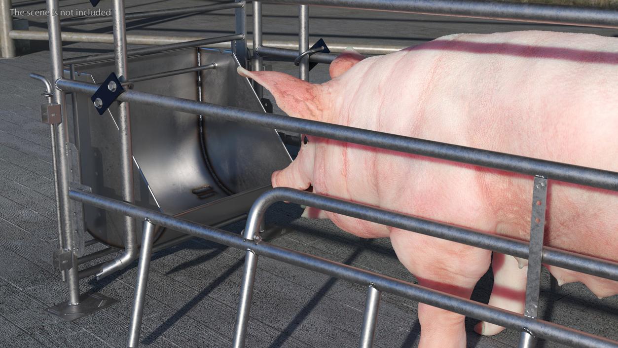 Pig in Farrowing Crate 3D