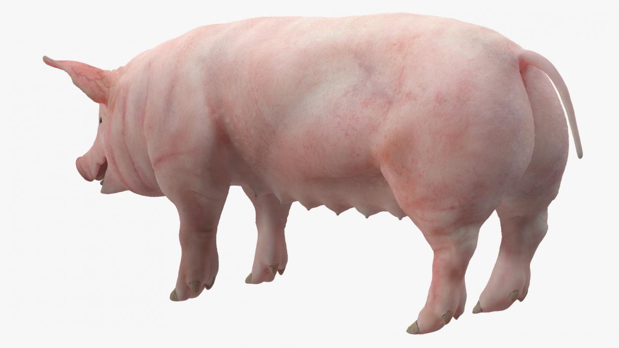 Pig in Farrowing Crate 3D