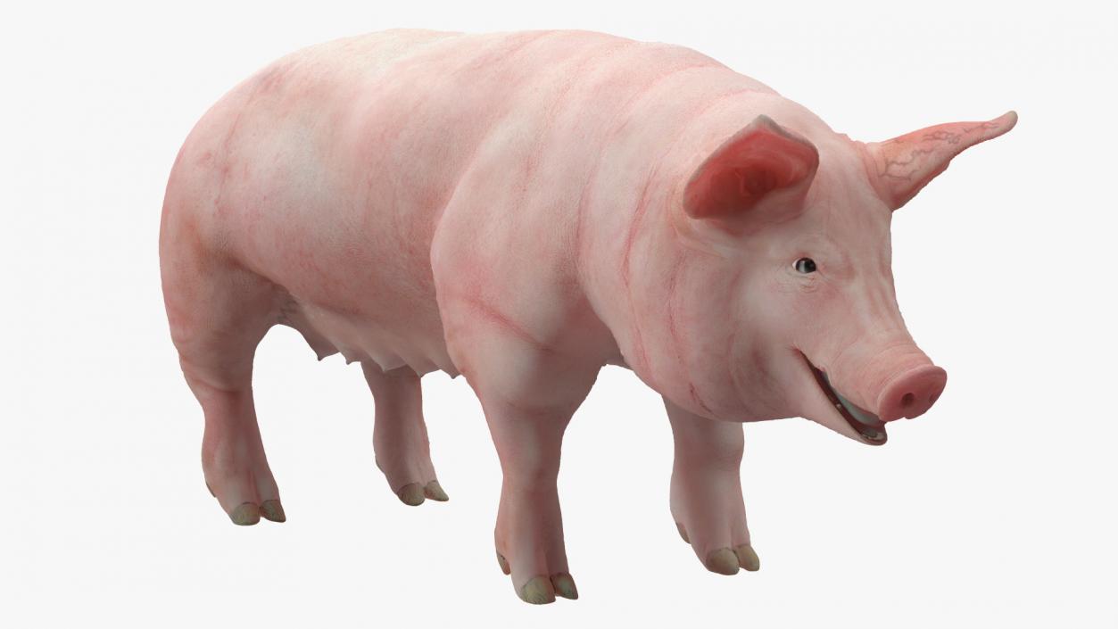 Pig in Farrowing Crate 3D