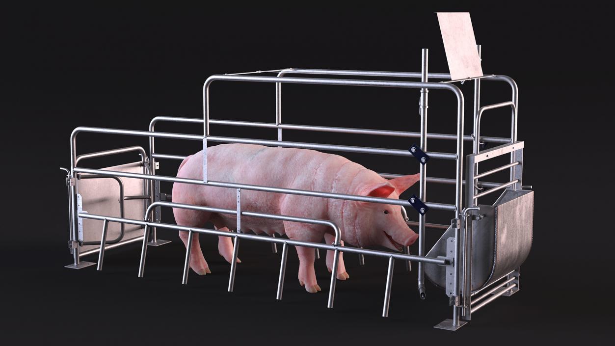 Pig in Farrowing Crate 3D