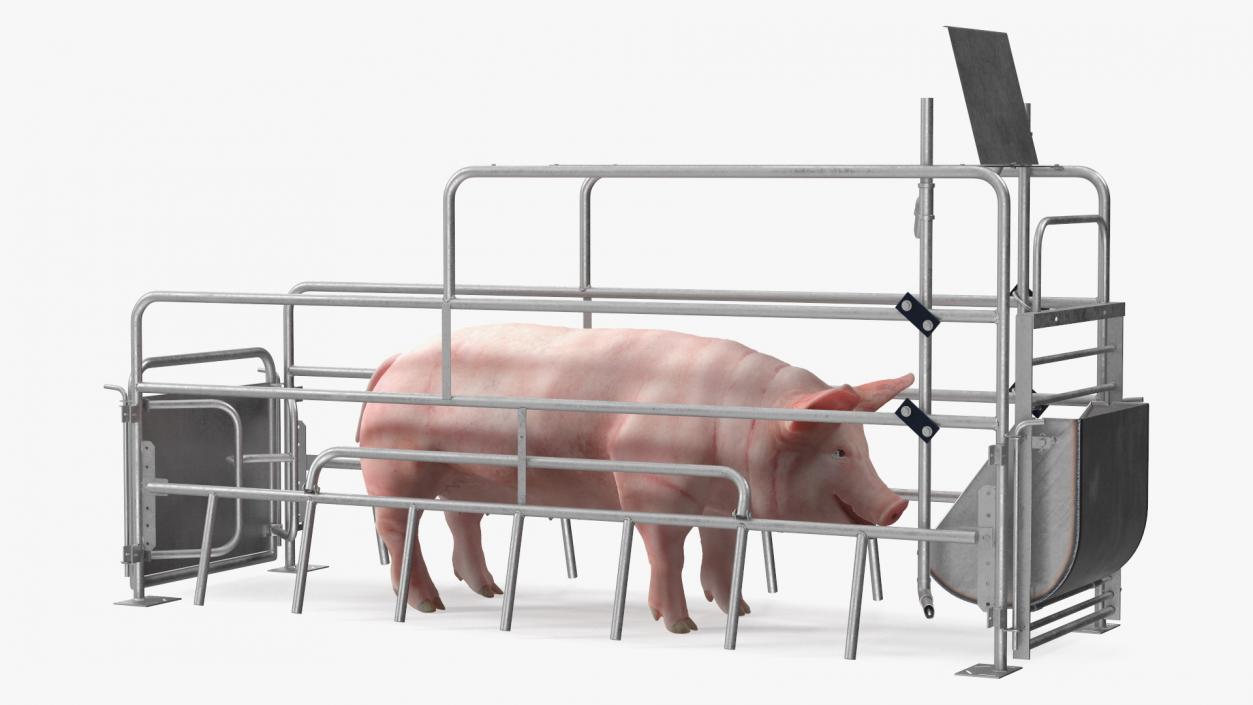 Pig in Farrowing Crate 3D