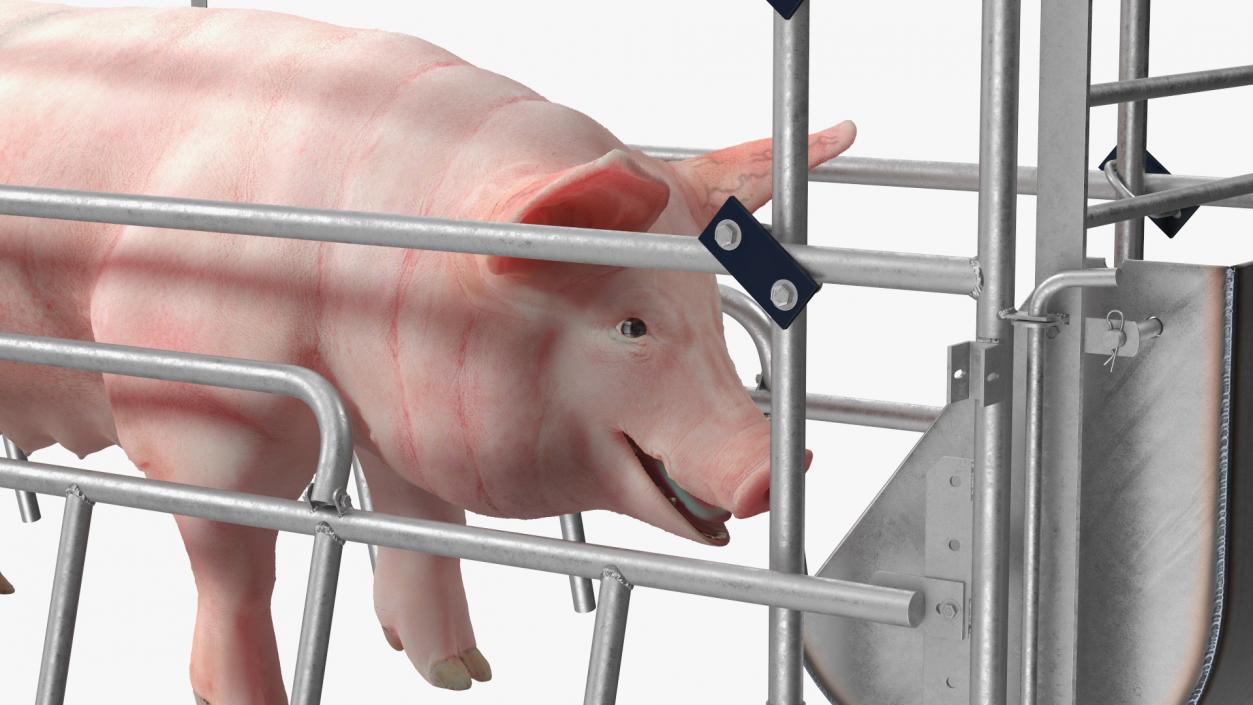 Pig in Farrowing Crate 3D