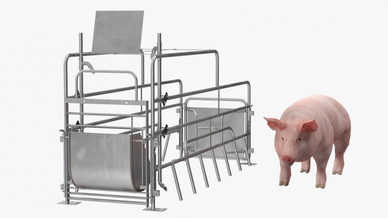 Pig in Farrowing Crate 3D