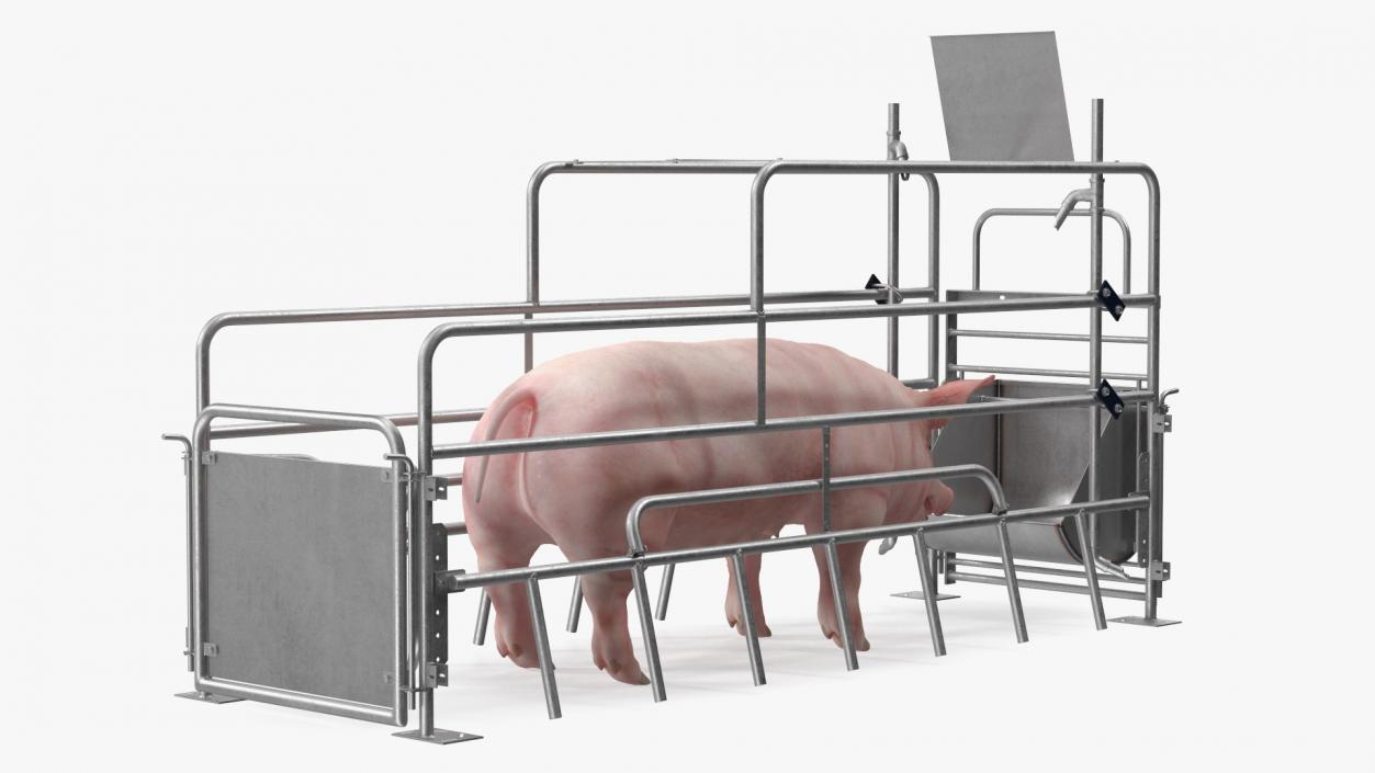 Pig in Farrowing Crate 3D