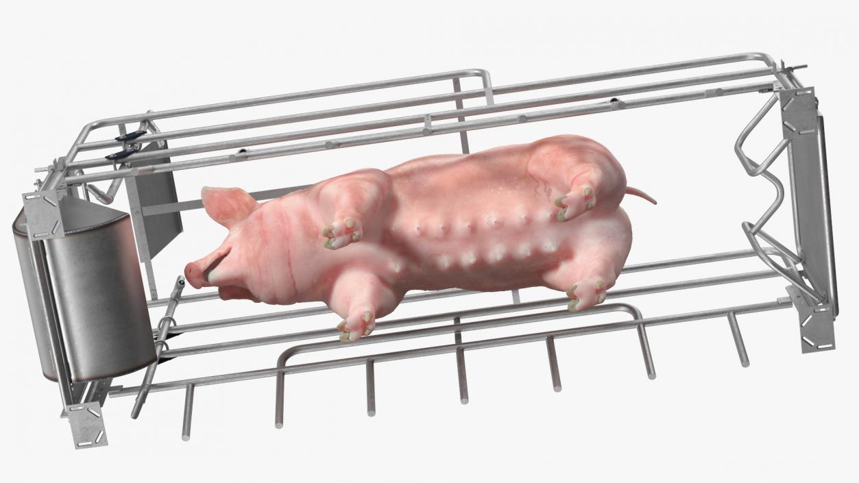 Pig in Farrowing Crate 3D