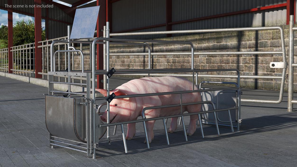 Pig in Farrowing Crate 3D