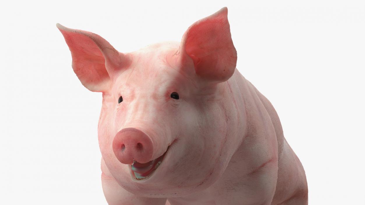 Pig in Farrowing Crate 3D