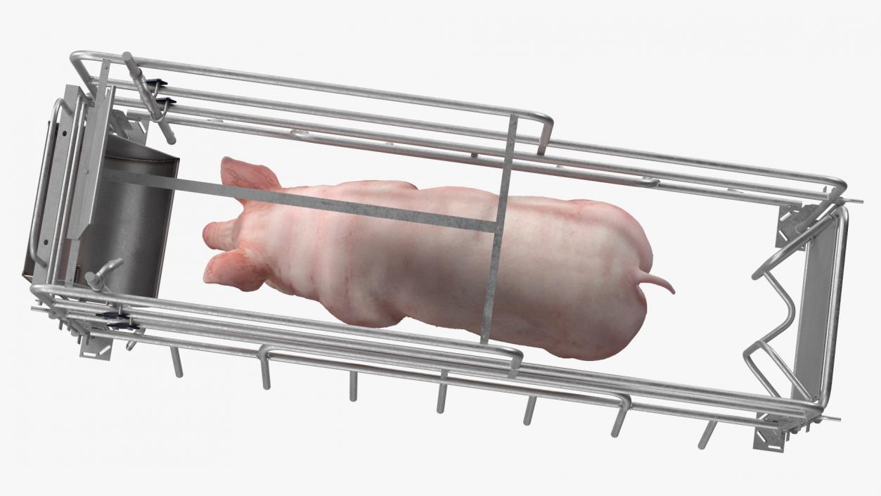 Pig in Farrowing Crate 3D