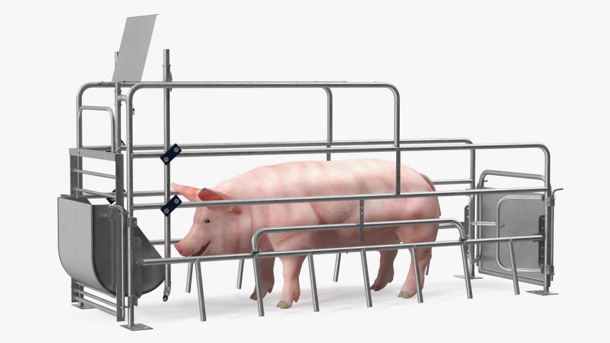 Pig in Farrowing Crate 3D