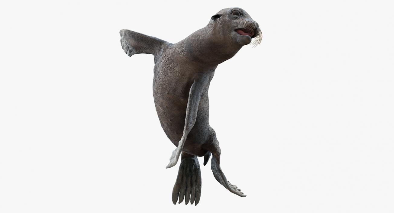 3D Wet Sea Lion Swimming Pose