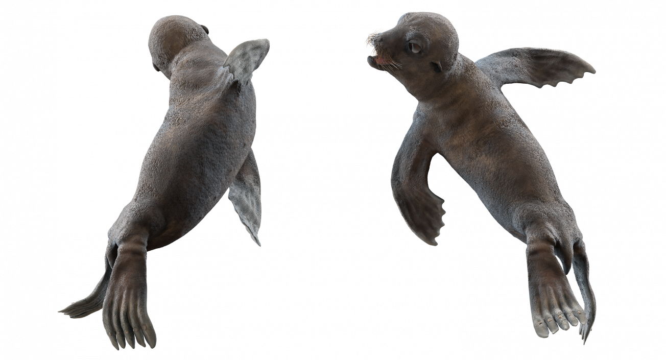 3D Wet Sea Lion Swimming Pose