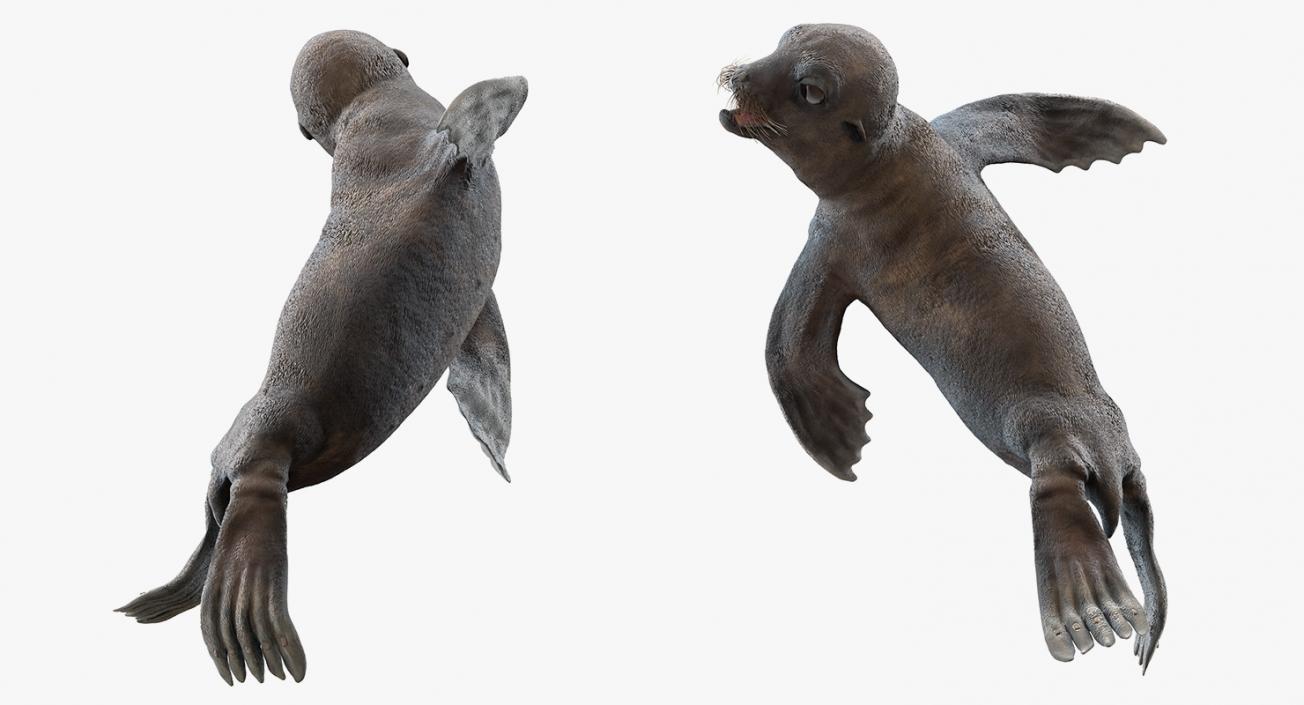 3D Wet Sea Lion Swimming Pose