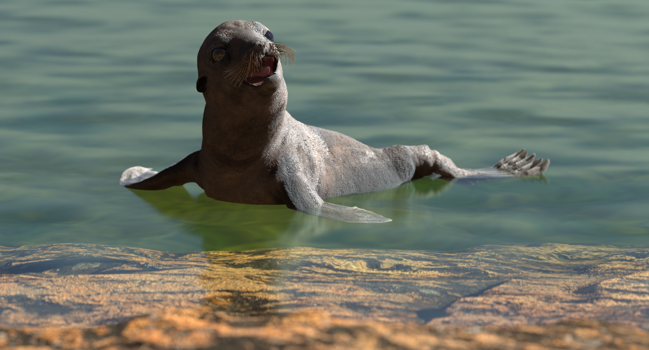 3D Wet Sea Lion Swimming Pose