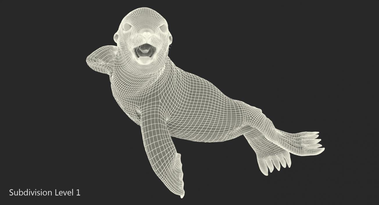 3D Wet Sea Lion Swimming Pose