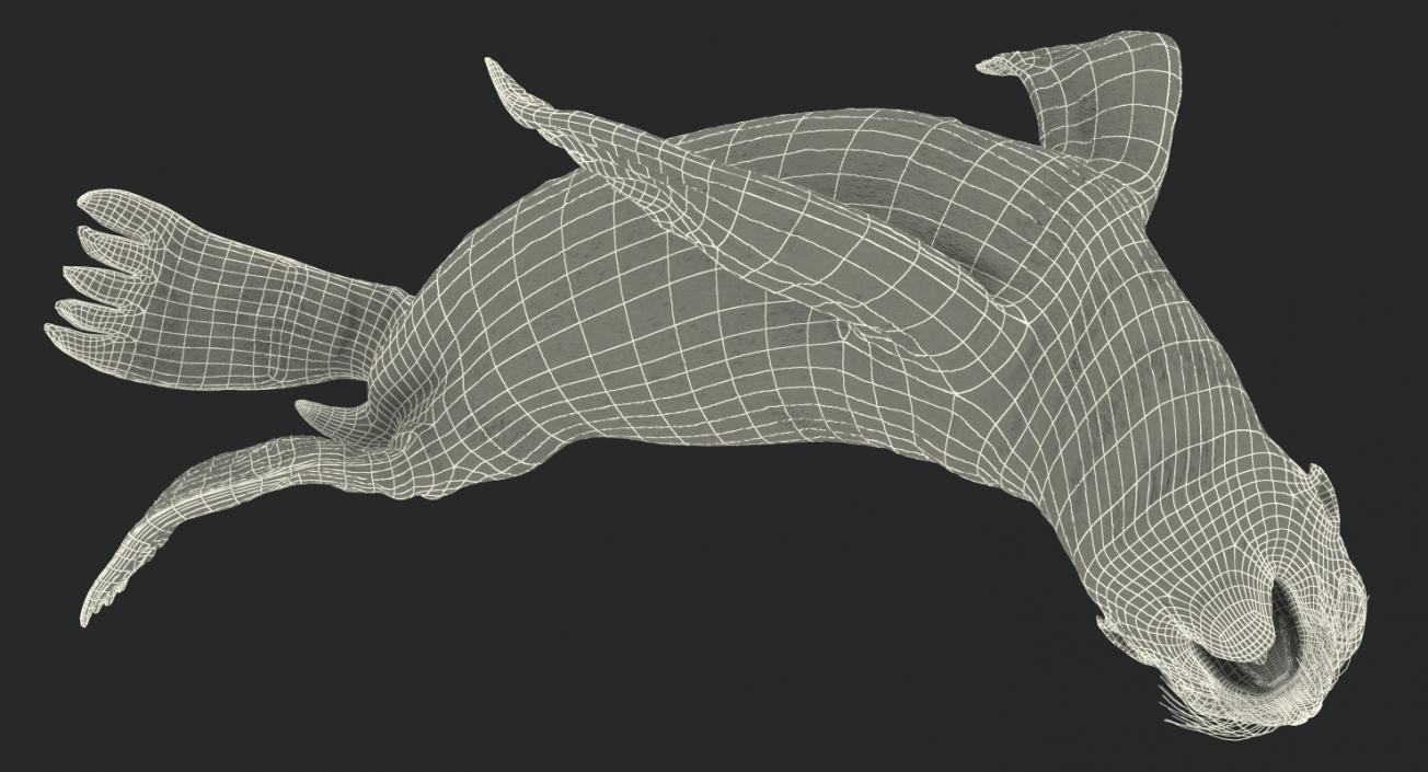 3D Wet Sea Lion Swimming Pose