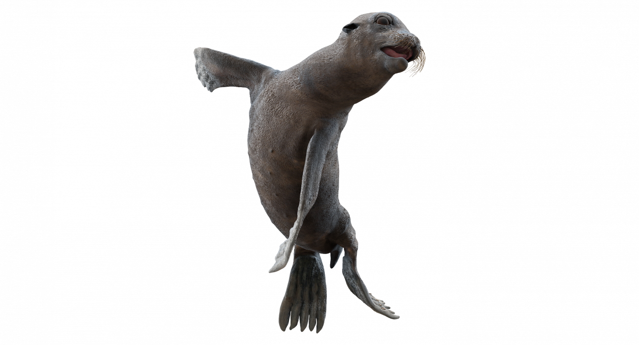 3D Wet Sea Lion Swimming Pose